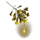 Golden Dew