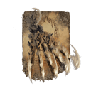 Beast Claw