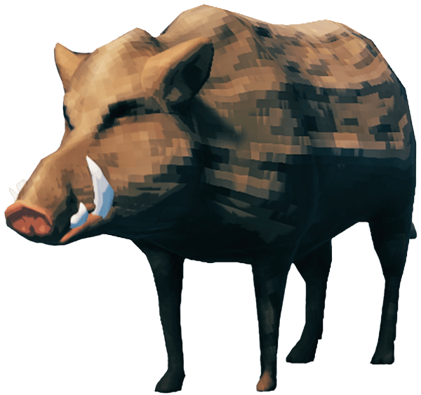 Boar