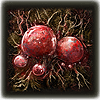 Scarlet Rot