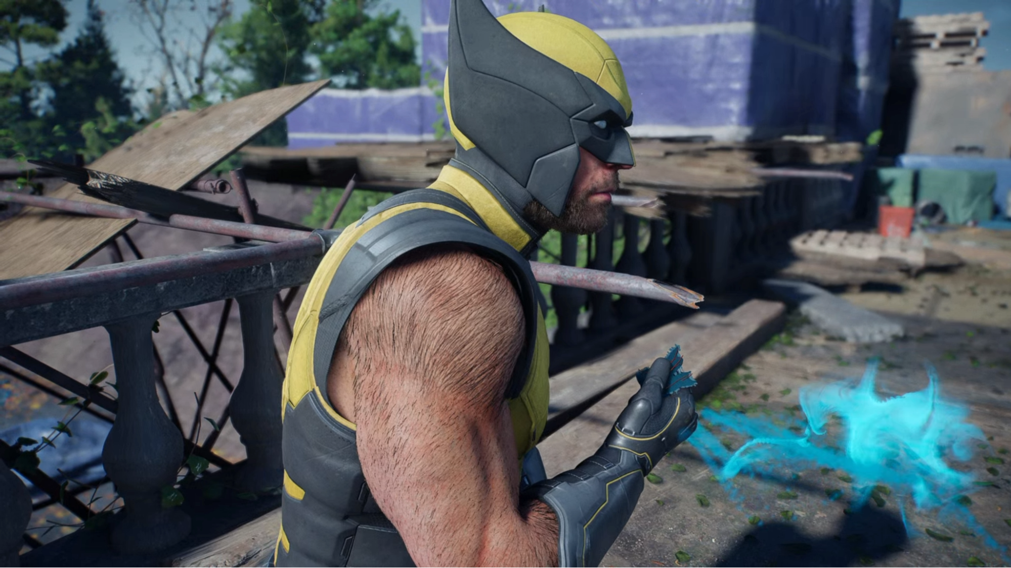 Wolverine smelling scent trail