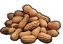 Nuts windrose